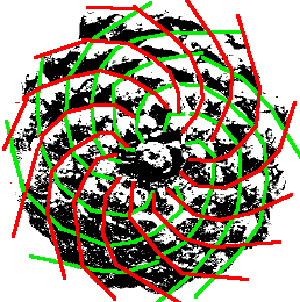 Illustration for article titled 15 Uncanny Examples of the Golden Ratio in Nature